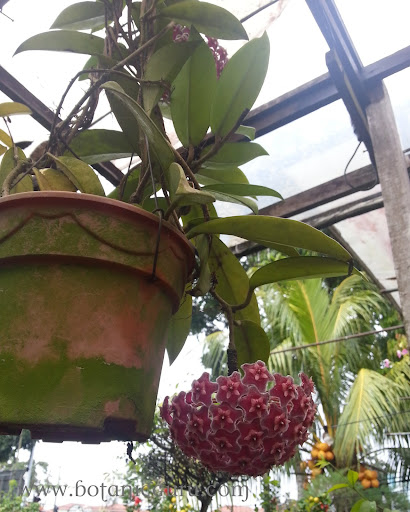 Hoya pubicalyx, Harlequin Wax Plant, Wax Plant flower