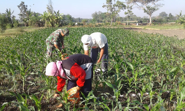 Babinsa Ceper Dampingi Petani Merawat Tanaman Jagung