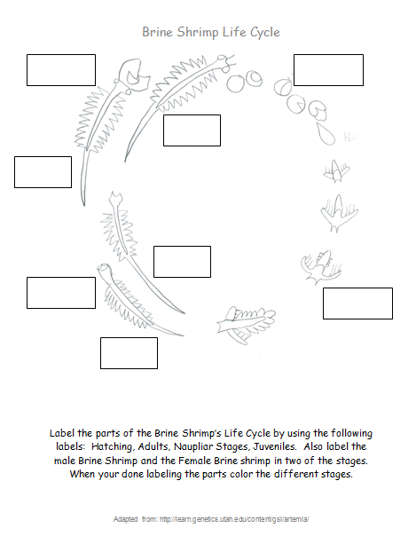 Fun in Great Salt Lake's Sun : Learn the Brine Shrimp Life Cycle!