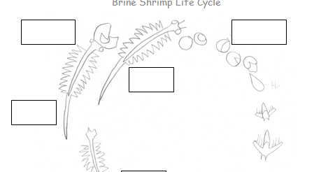 Fun in Great Salt Lake's Sun : Learn the Brine Shrimp Life Cycle!