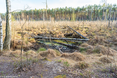 Długie Bagno