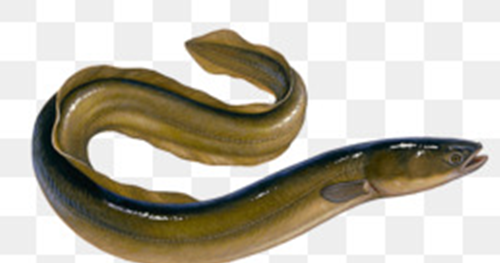 99 14 Arti Mimpi Tentang Belut Menurut Primbon Jawa Dan Islam Mimpi Menurut Primbon