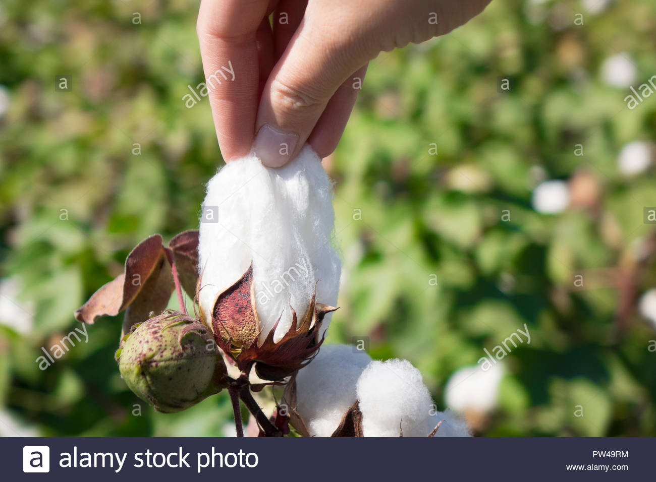 COTTON CULTIVATION AND PICKING