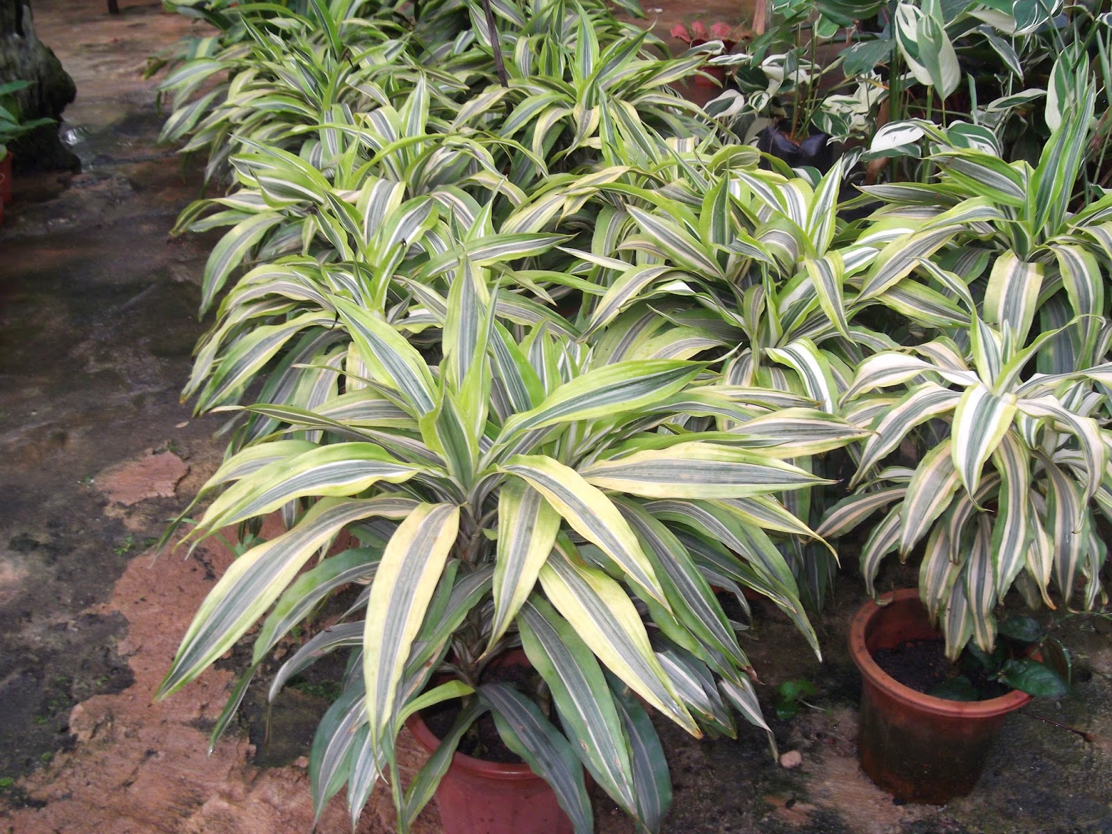 ZAIZEER KULIM LANDSCAPE: JENIS-JENIS RUMPUT / POKOK BUNGA ...