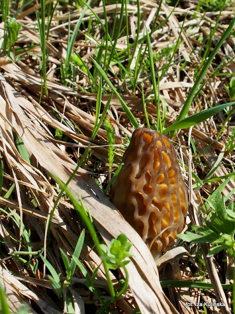 smardz-stozkowy smardze stożkowe, grzyby, orawa, smardzowanie