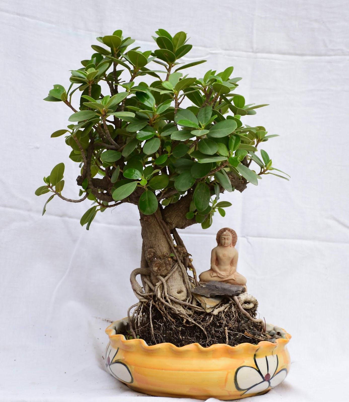 Bonsai GINSENG FICUS BONSAI
