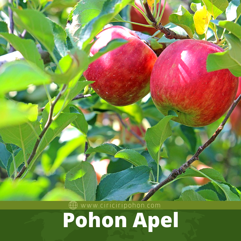 Pohon Apel