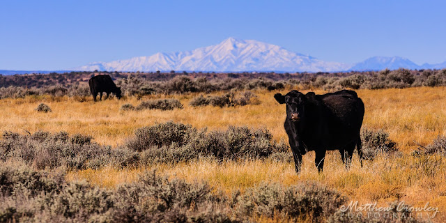 Open Range - cattle with mountains in the background