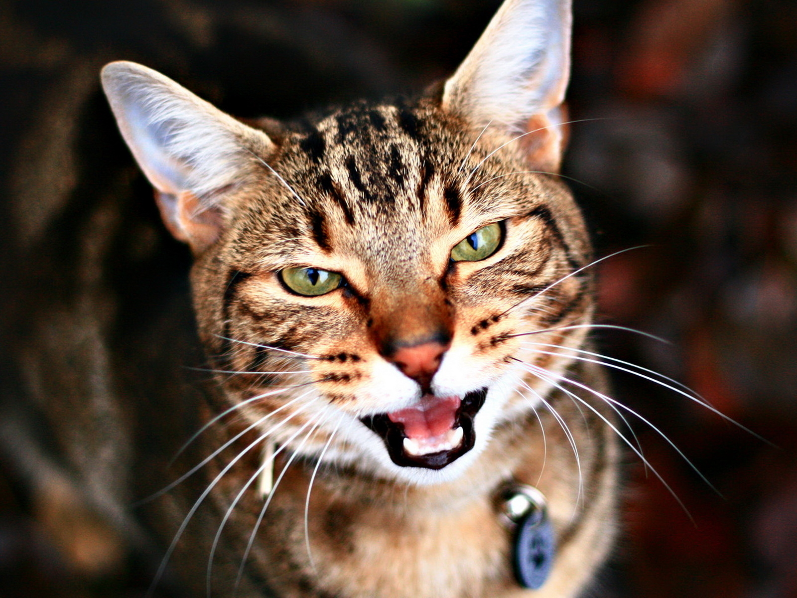 Tapety z kotami: 105 Cute Cats Wallpapers 1600 X 1200