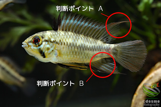 Apistogramma sp. pacman, F1