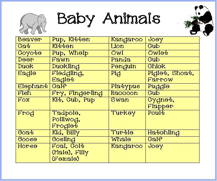 armstrong-twins-baby-shower-baby-shower-animal-babies-answers