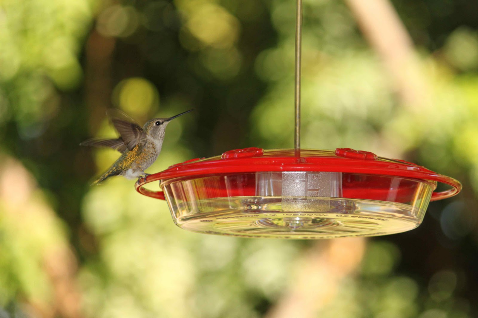 The Backyard Birder Change hummingbird nectar daily in extreme heat