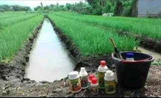 JUAL PUPUK BAWANG MERAH BERKUWALITAS I POC NASA I HORMONIK I OWERNUTRISI I GLIO JUAL PUPUK BAWANG MERAH BERKUWALITAS I POC NASA I HORMONIK I OWERNUTRISI I GLIO