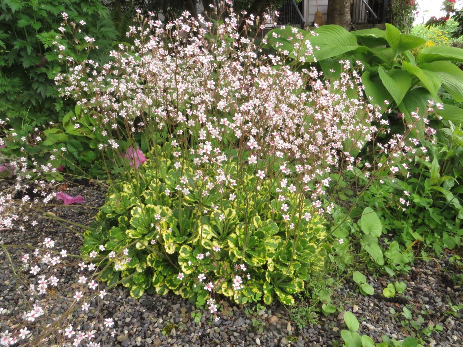 Plant Palette For New Landscape Perennials And Succulents