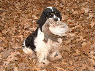 Avlanan bir Amerikan Cocker Spaniel