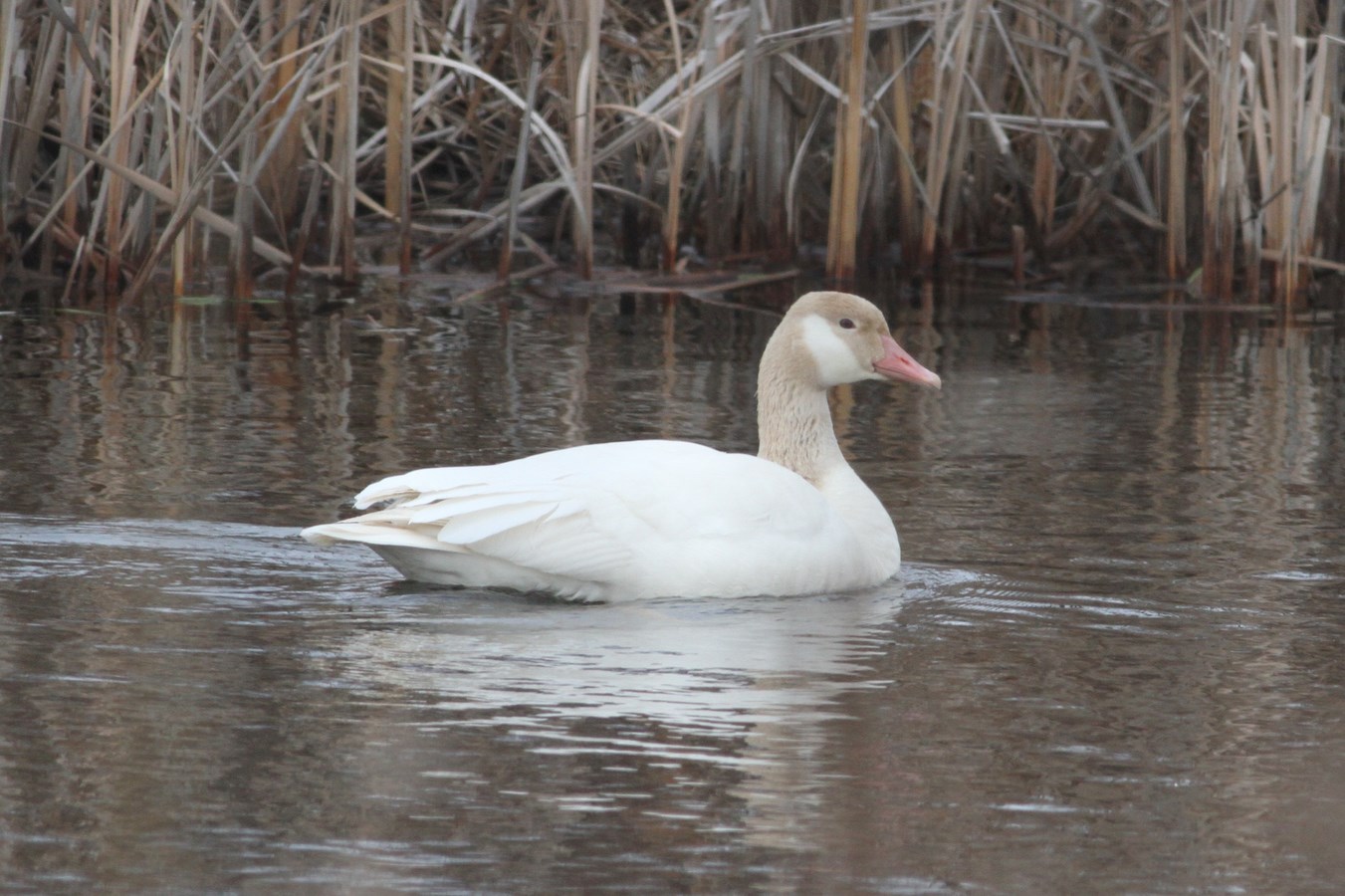 Recent Sightings: White Canada Goose