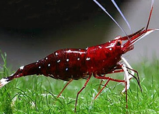 Image Jenis Udang Hias Air Tawar Cardinal Shrimp