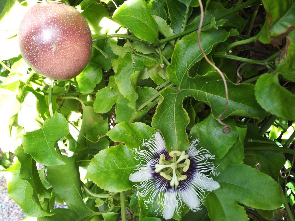 Aitutaki: Fruit de la passion