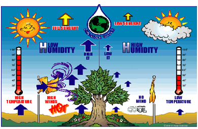 Pengaruh Kelembaban Udara Terhadap Tanaman dan Hama Penyakit Kajian