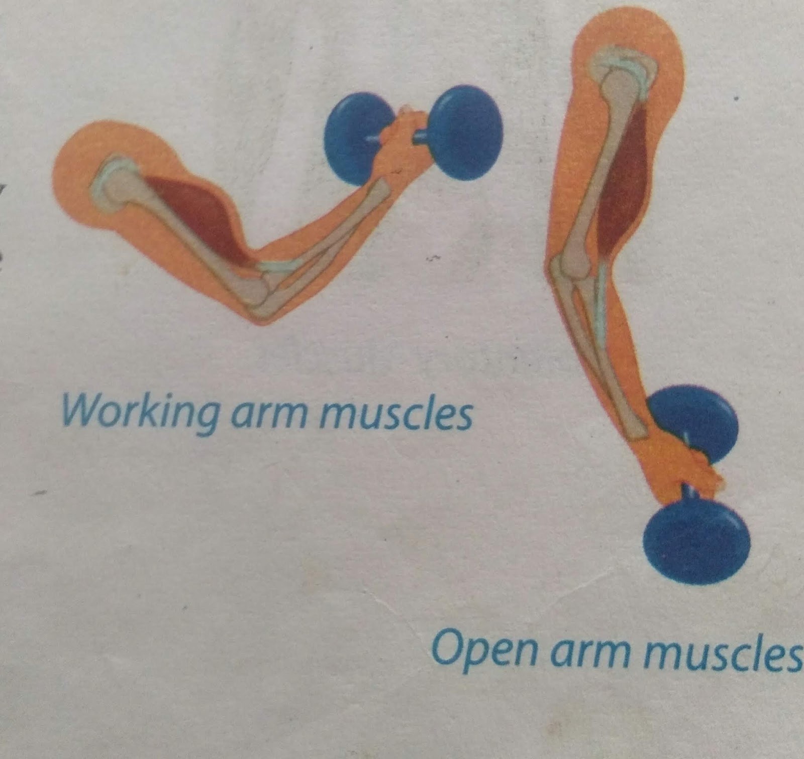 What is Muscular System and how does muscles work?