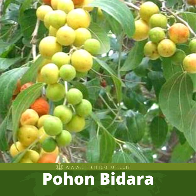 Pohon Bidara