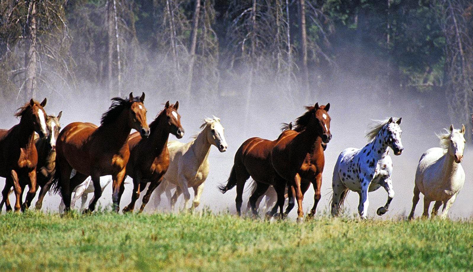Gambar Agheelz Blog Persahabatan Kuda Berlari Masuk Kedalam Ceruk
