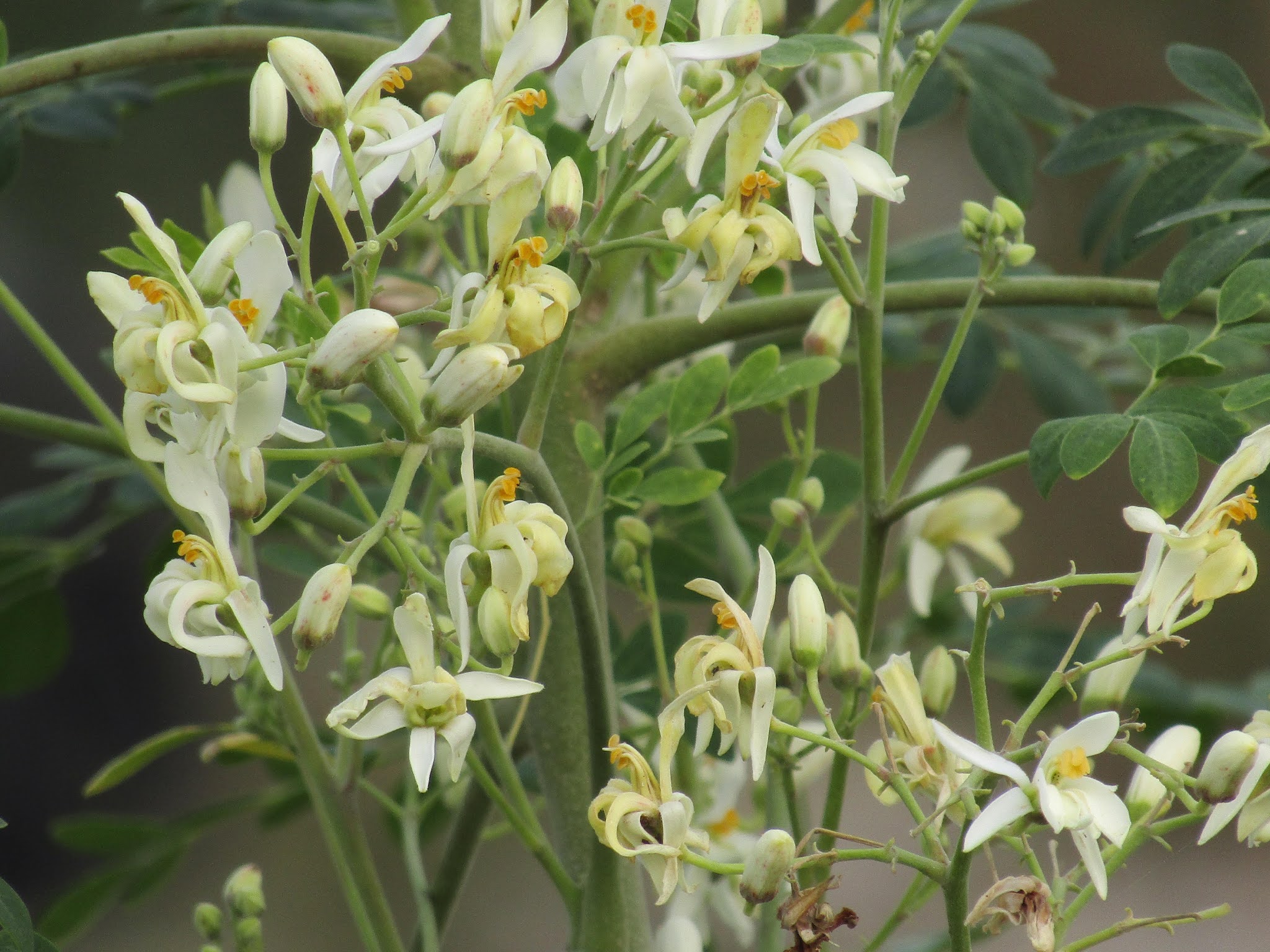 know about kannada and Karnataka Drumstick tree in Kannada and