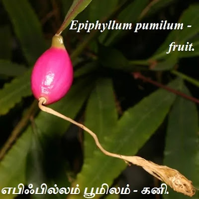 Epiphyllum pumilum fruit