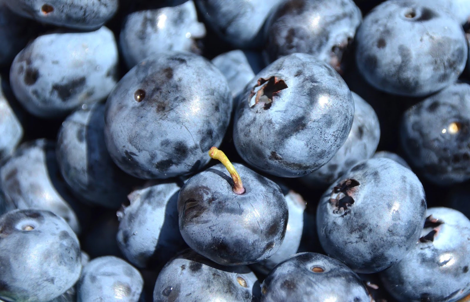 Urban Wildlife Guide Blueberry Season