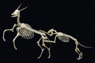 Osteoloji Müzesi'nde sergilenen, Ortak Afrika geyiğine saldıran bir aslan iskeleti.