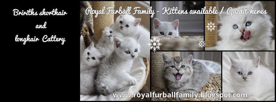 Royal Furball Family 