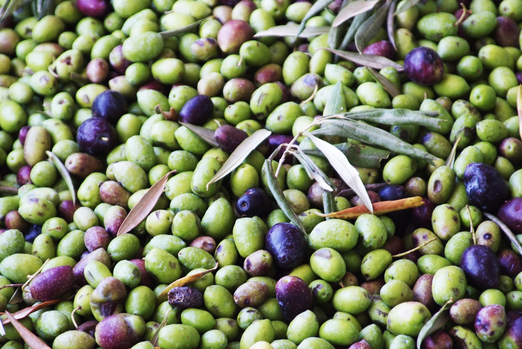 Olé for olives from Spain!
