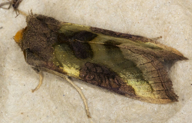 Burnished Brass, Diachrysia chrysitis.  Noctuid.  Moth morning on Sevenoaks Wildlife Reserve, led by Susanna Clerici.  14 August 2011.