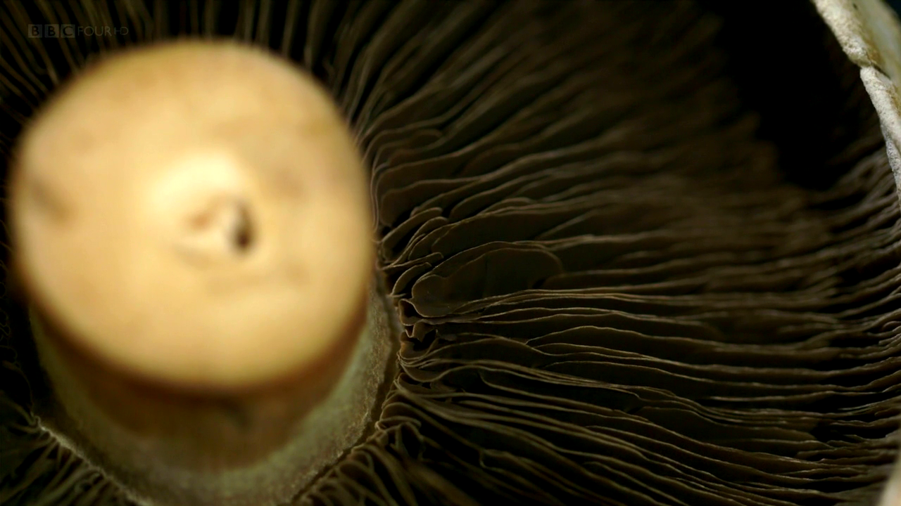 Asadal BBC The Magic of Mushrooms (2014)