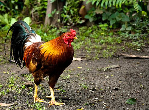 Ridho Gusti Wirabrata Fakta Menarik Dari Ayam