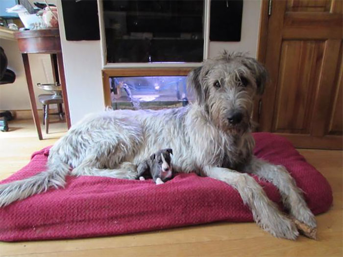 Hilarious Pictures Of 24 Adorable Though Giant Wolfhounds