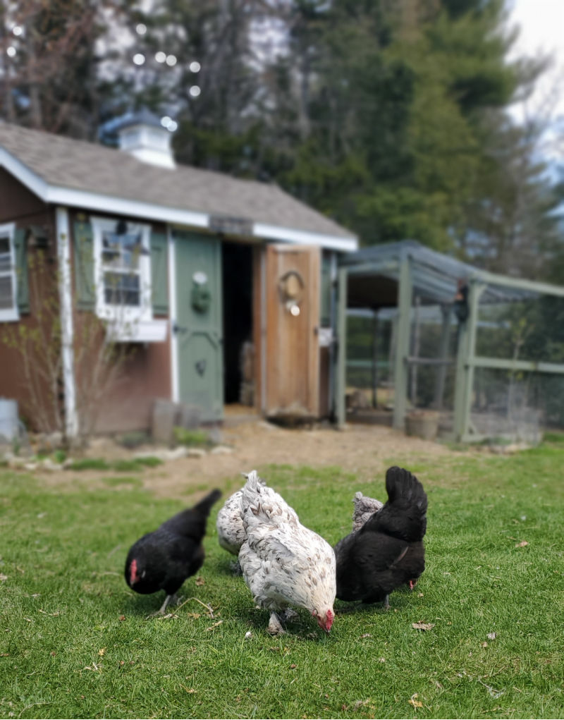 is chicken poop harmful to dogs