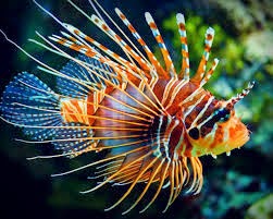 Ikan LionFish (Pterois)