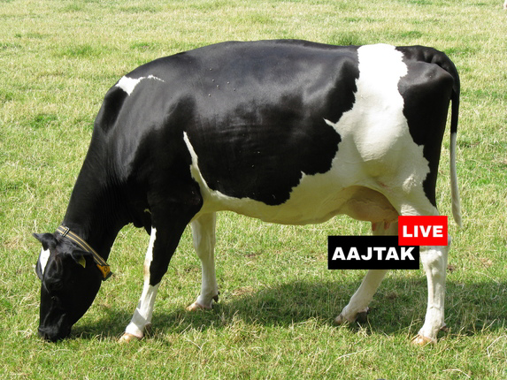 OMG: यह है 9600 लीटर दूध देने वाली दुनिया की सबसे महंगी गाय