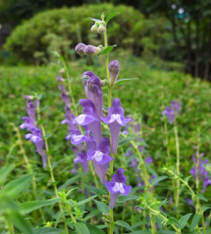 Skullcap