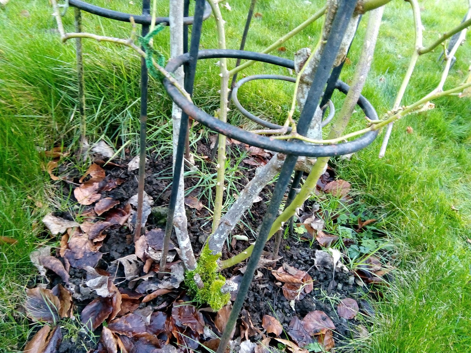 Rachel the Gardener: Digging up an old rose