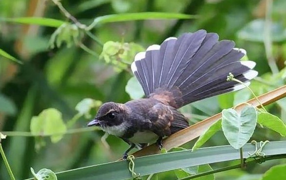4 Cara Tepat Merawat Burung Sikatan Jawa Agar Selalu Gacor Setiap