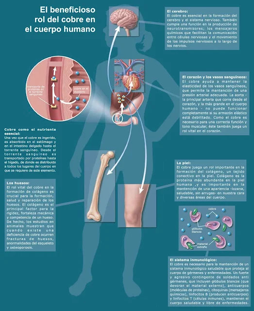 Beneficios del cobre en el cuerpo humano