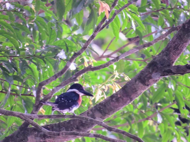 Costa Rica Birds: Green kingfisher