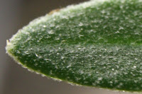 Extreme close up of lavender leaf tip, showing tiny branched trichomes on leaf surface.