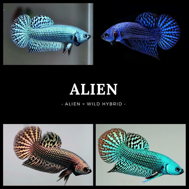 30 Spesies Ikan Laga (Betta Fish) Dengan Pelbagai Corak Yang Mempesona