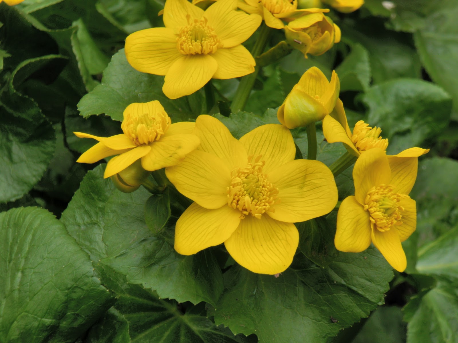Names Of Yellow Spring Flowers