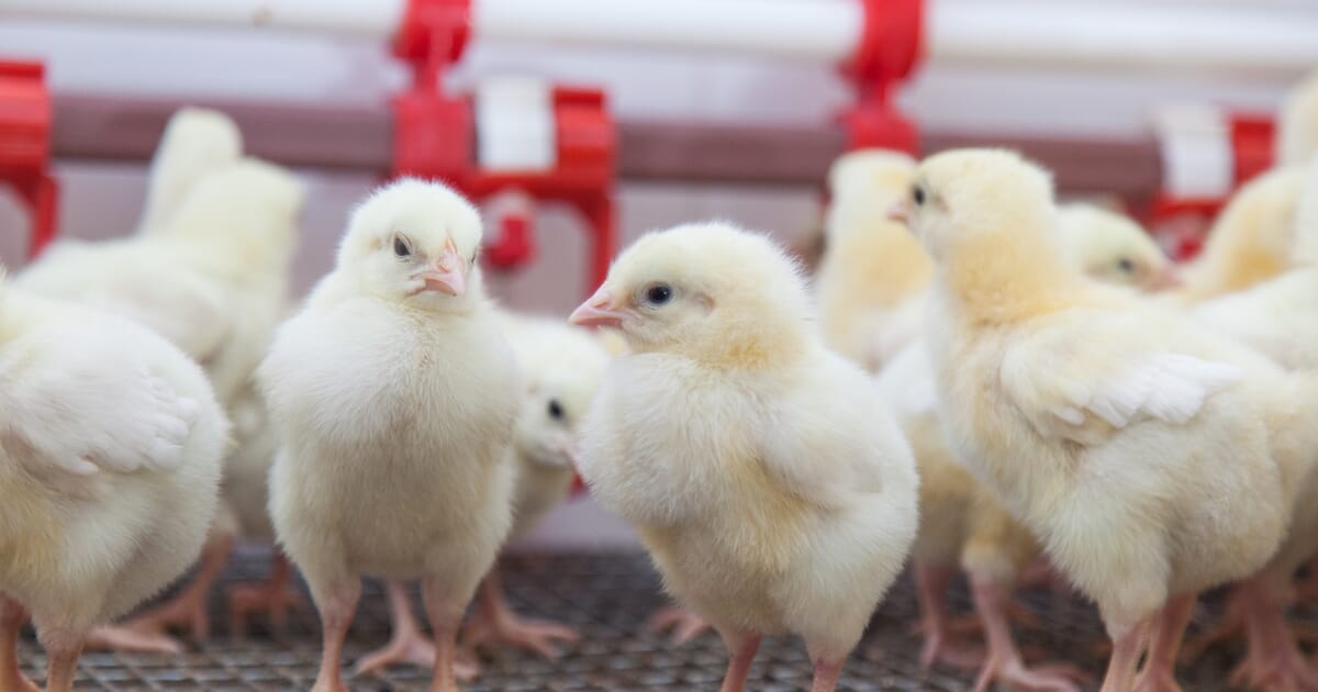 How to stop your chicks from dying