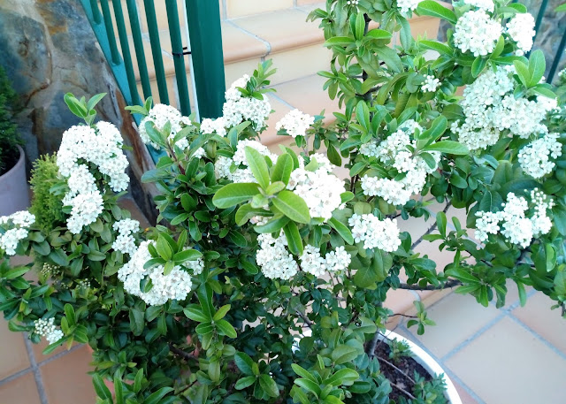 Espino de fuego o piracanta (Pyracantha coccinea M.Roem.).