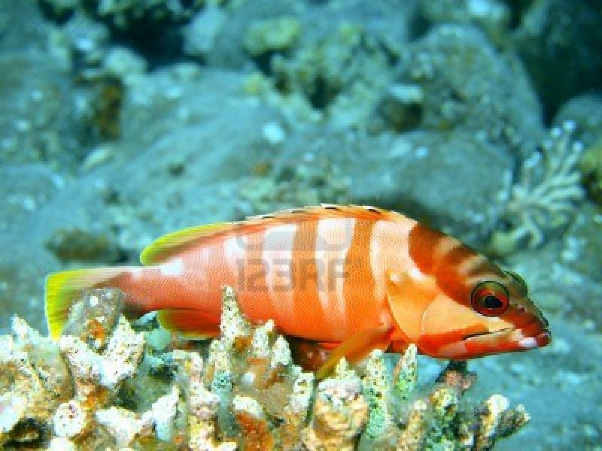 Food Network Best sea perch Pacific rockfish